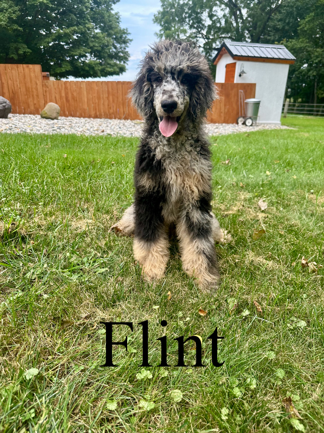 Flint (Black Collar) 1